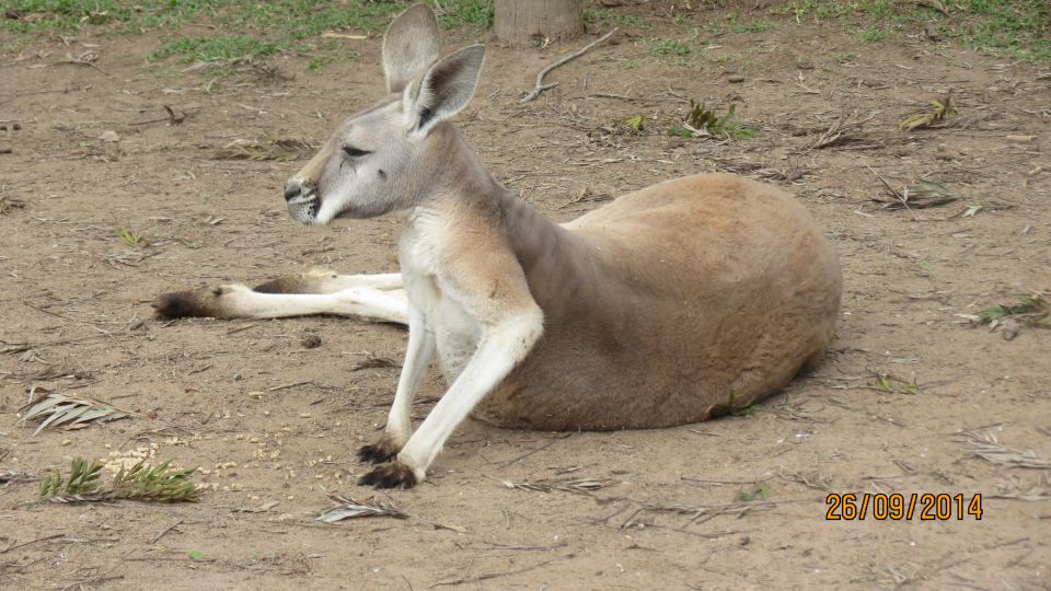 Brisbane - foto povečava