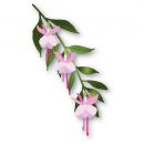 Little fuchsia