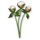 Peoni Bud Stems