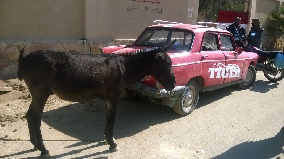 Siwa izbor - foto povečava