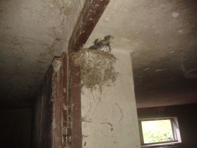 Ptice - foto
