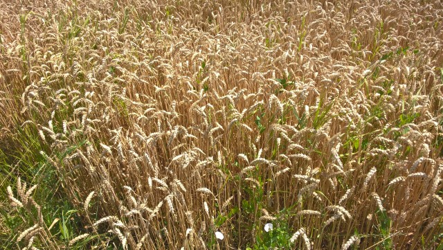 Pšenica  - foto