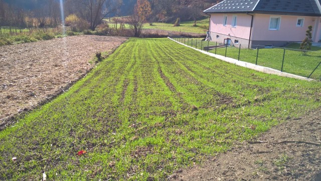 Pšenica  - foto