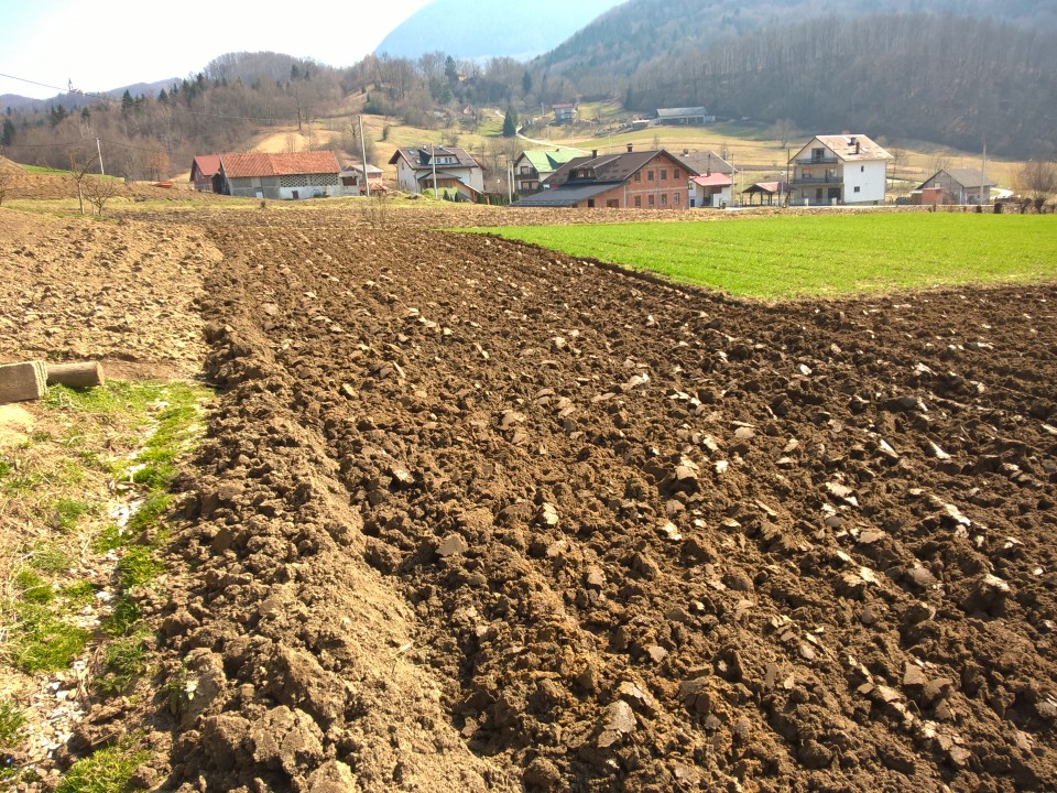 Oranje - foto povečava