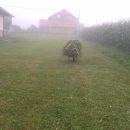 slika003 35613328183