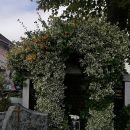 V RADOVLJICI , LESCAH IN OKLICI. PUCANJE GROBOV ( SPOMENIKA ) DVORIŠČA. UREJANJE VRTA,