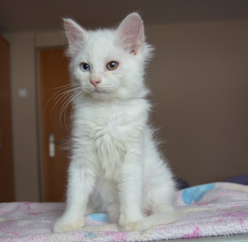 Slika