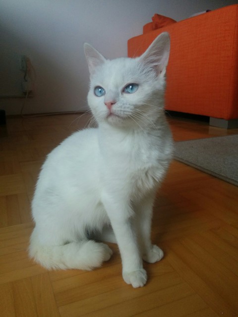 Slika