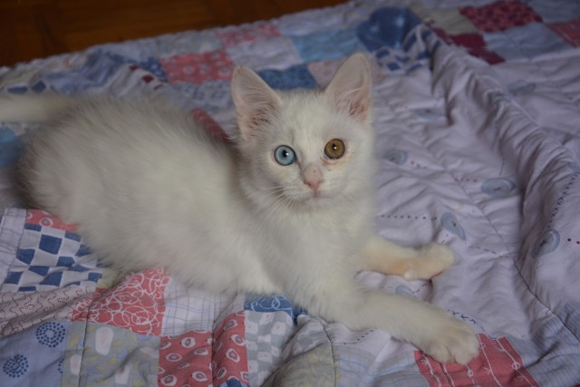 Slika