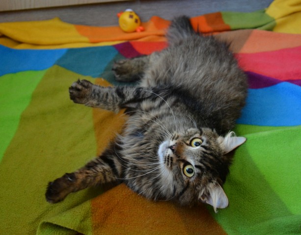 Slika