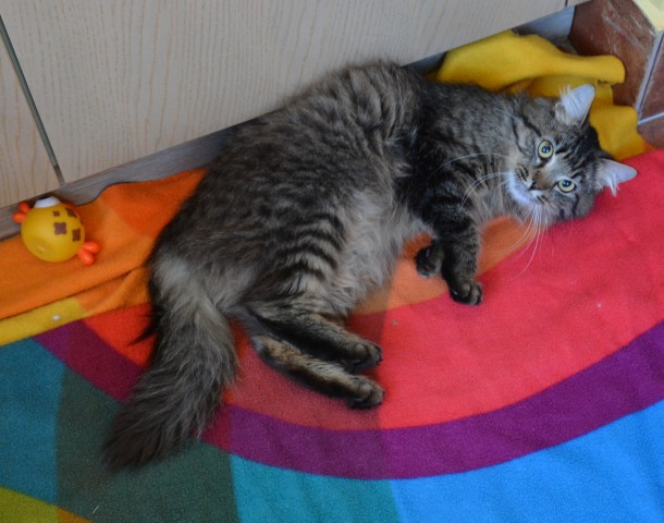 Slika
