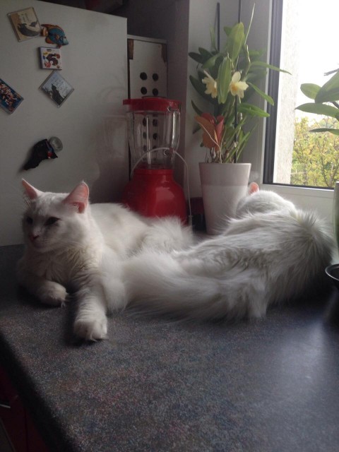 Slika
