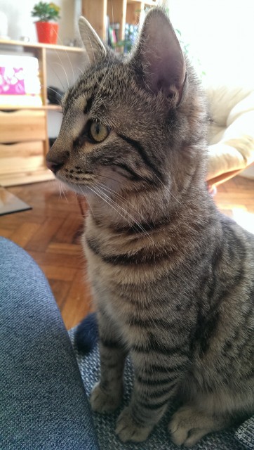 Slika
