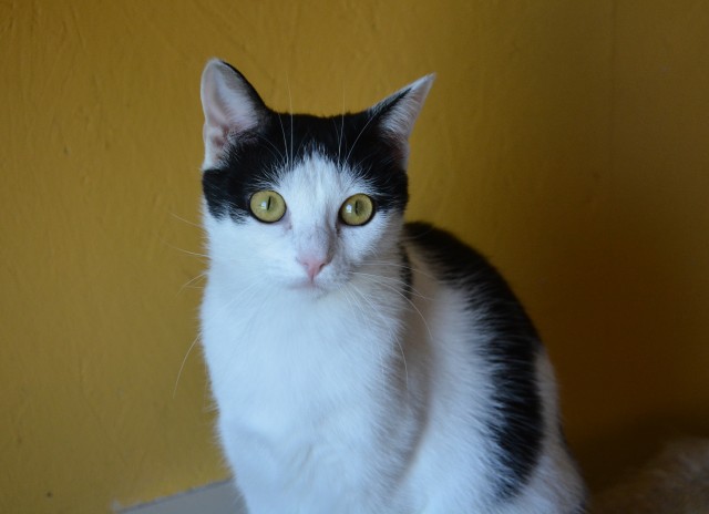 Slika
