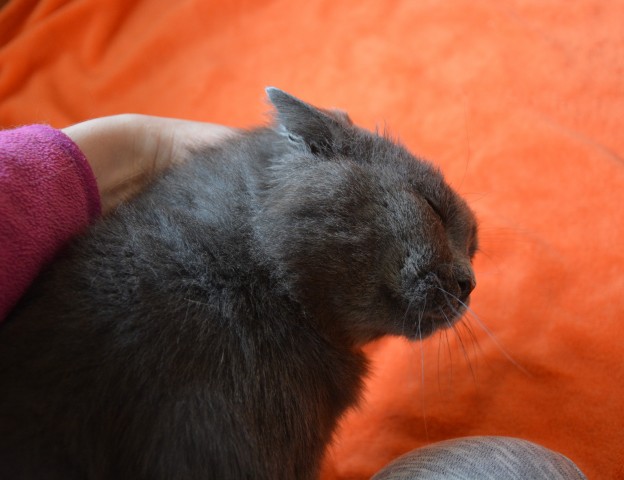 Slika