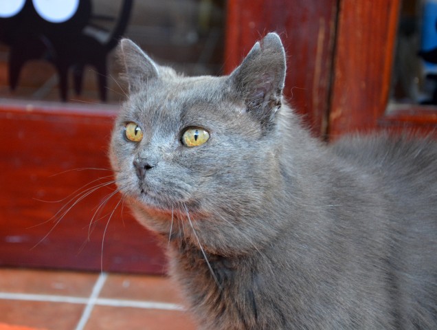 Slika