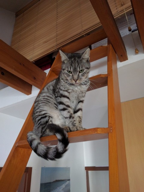 Slika