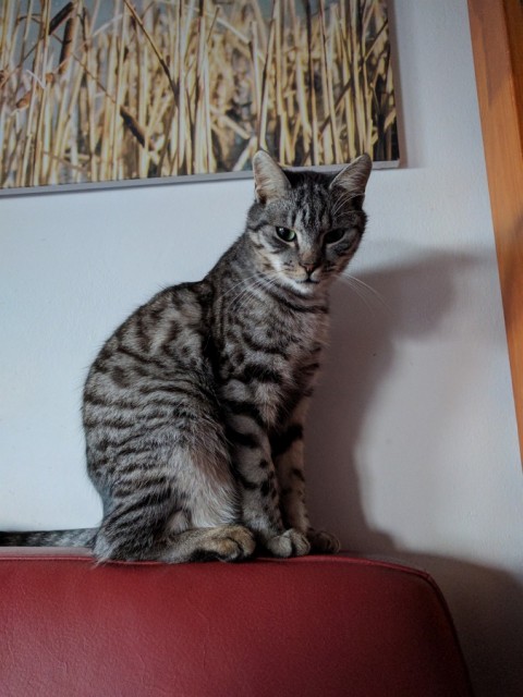 Slika