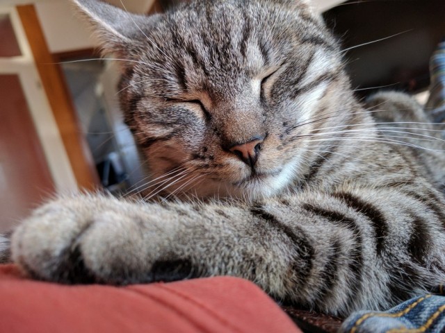 Slika