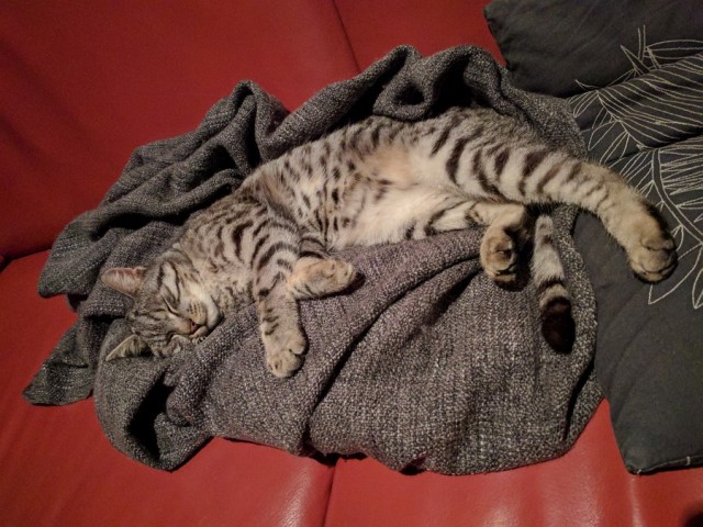 Slika