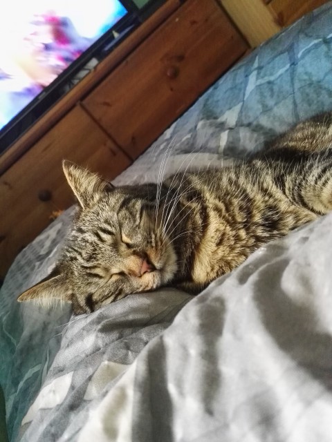 Slika