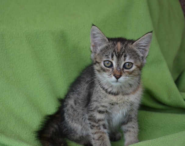 Slika