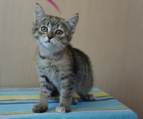 Slika