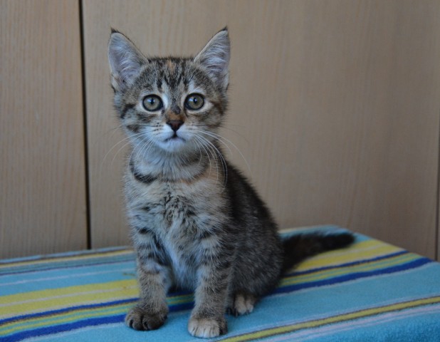 Slika