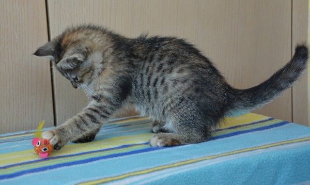 Slika