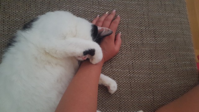 Slika