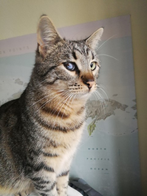 Slika