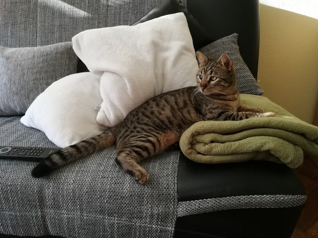 Slika