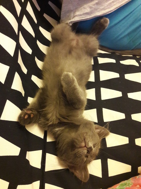 Slika