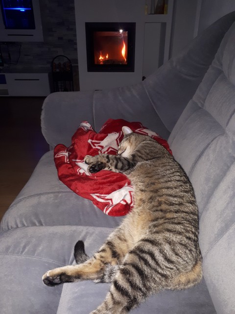 Slika