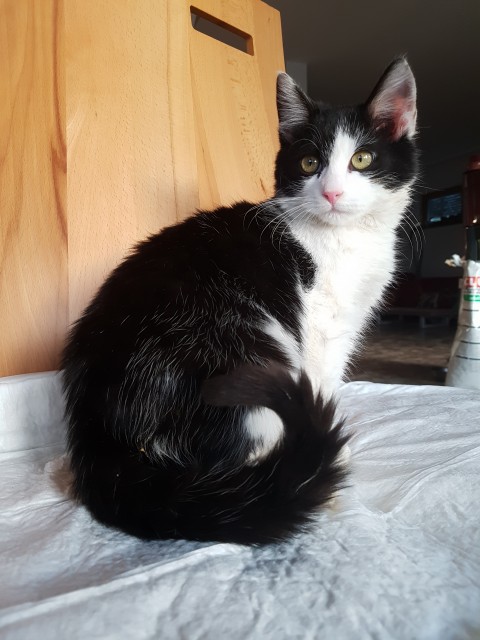 Slika