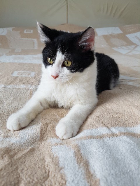 Slika