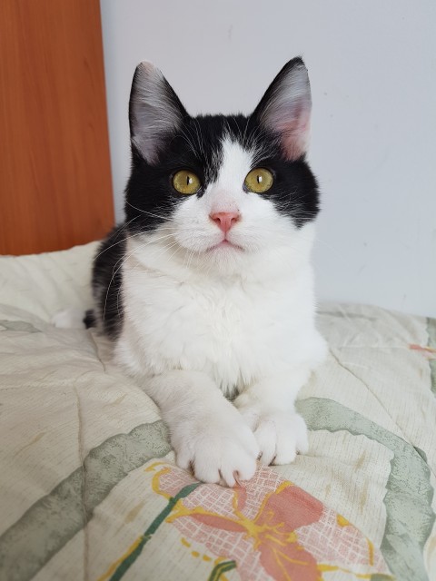 Slika