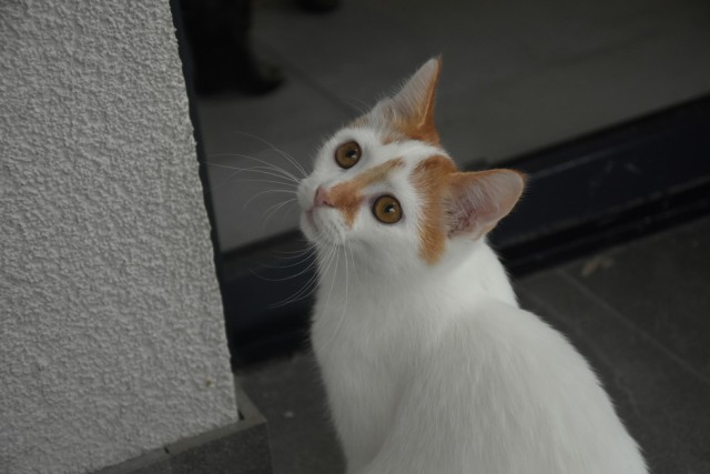 Slika
