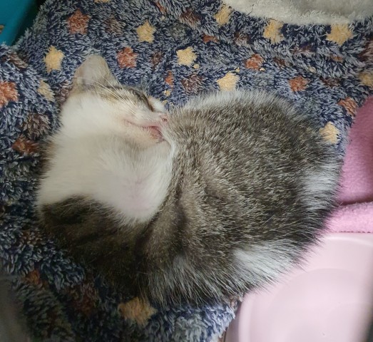 Slika