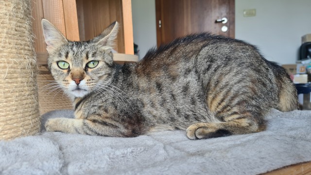 Slika