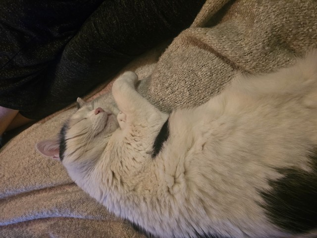 Slika