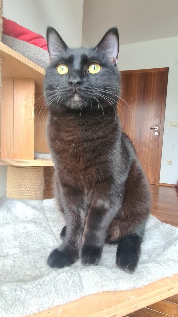 Slika