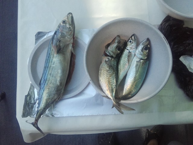 Fishing sup Kaholo 14