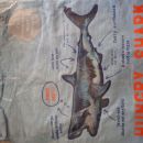 Nova majica GAP XL (152) 3 eur