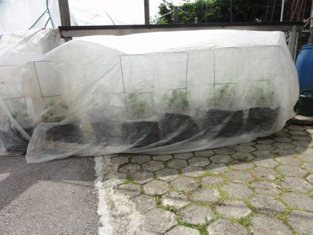 Paprike pod kopreno