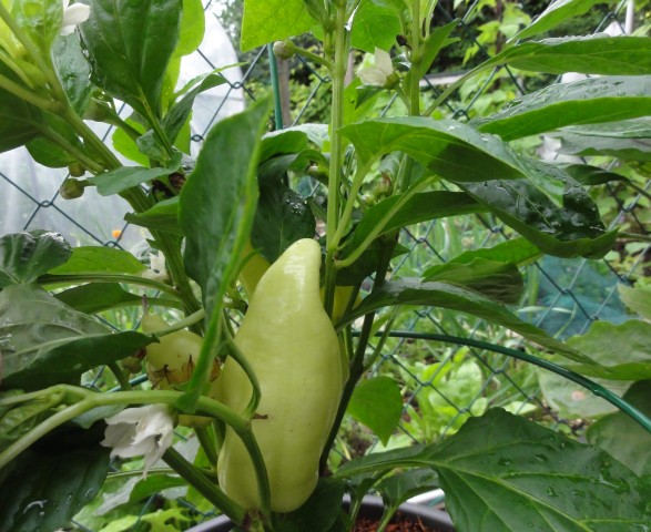 Paprika