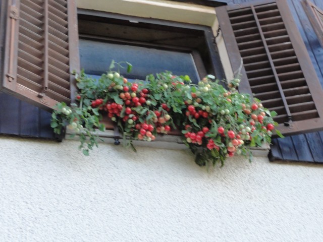 Balkonski paradižnik