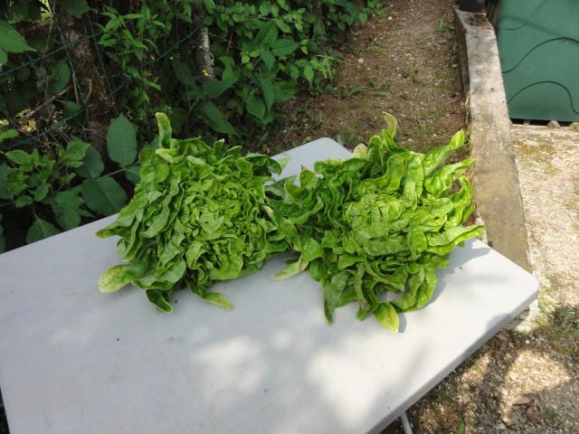 Solata