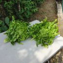 solata