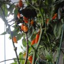 mini paprika 